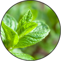 Menthe